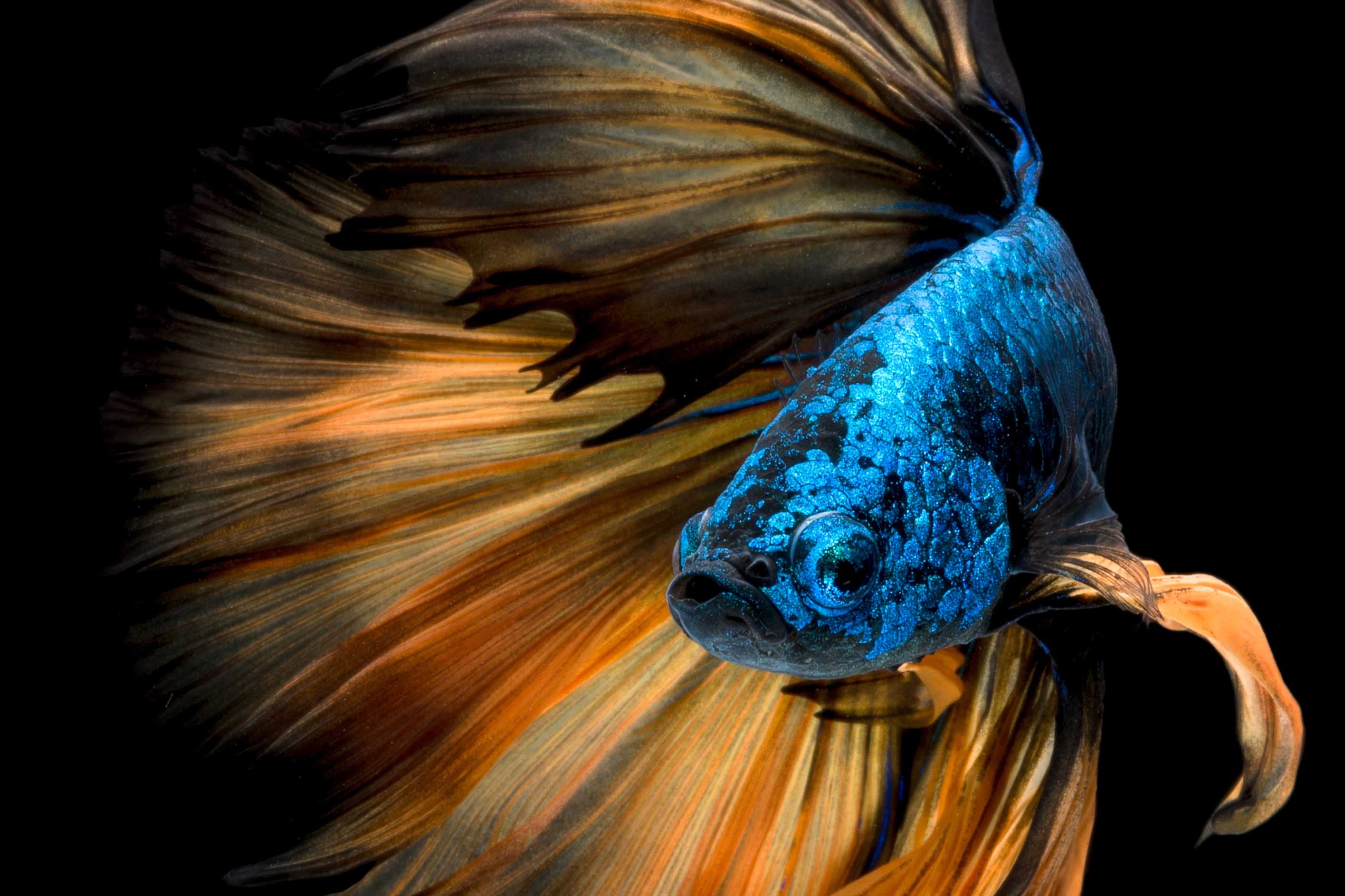 Colorful betta fish