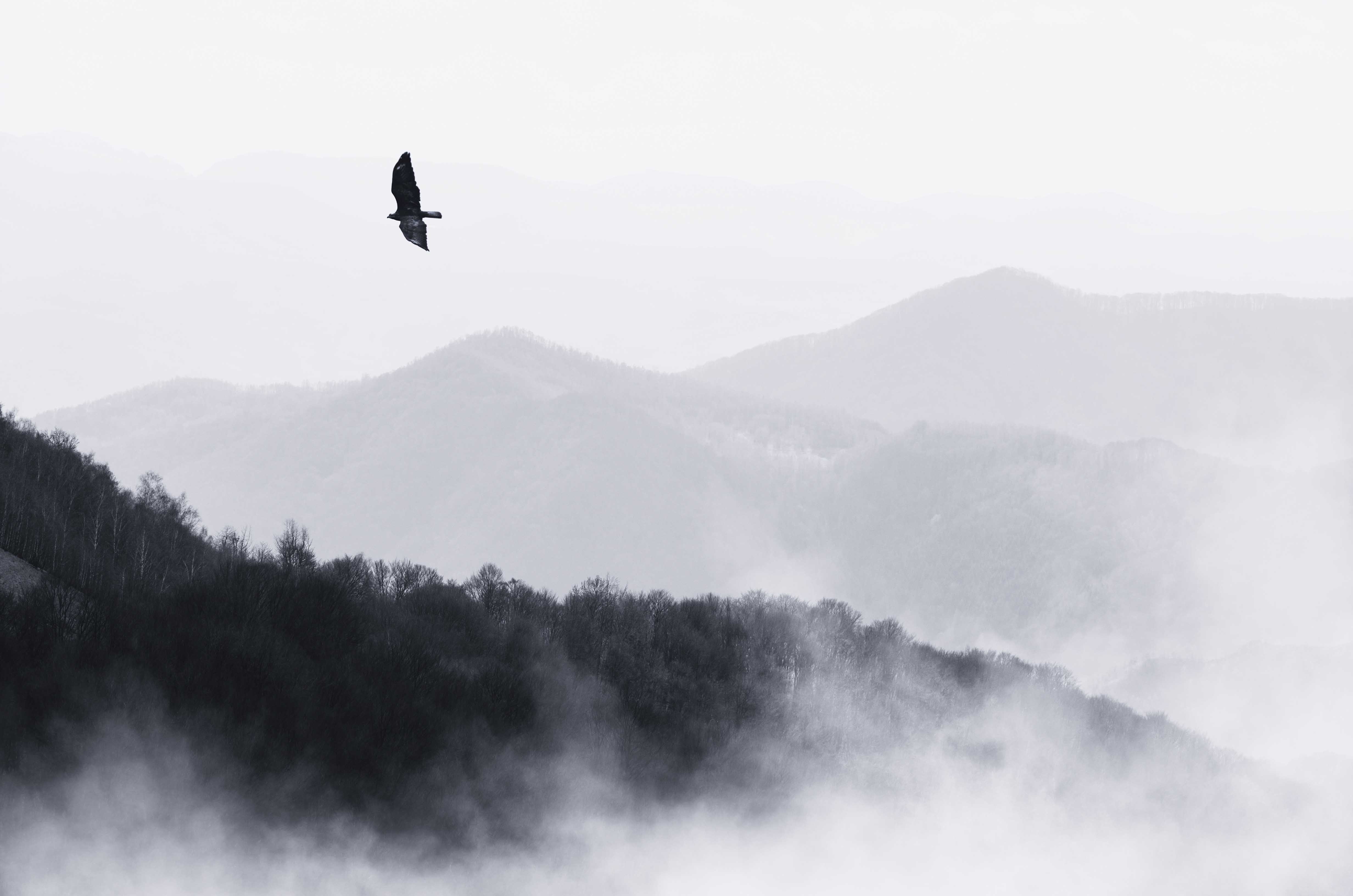 Eagle in the mountains